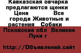 Кавказская овчарка -предлагаются щенки › Цена ­ 20 000 - Все города Животные и растения » Собаки   . Псковская обл.,Великие Луки г.